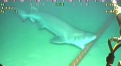 Content Dam Lw Online Articles 2015 July Lwshark070615
