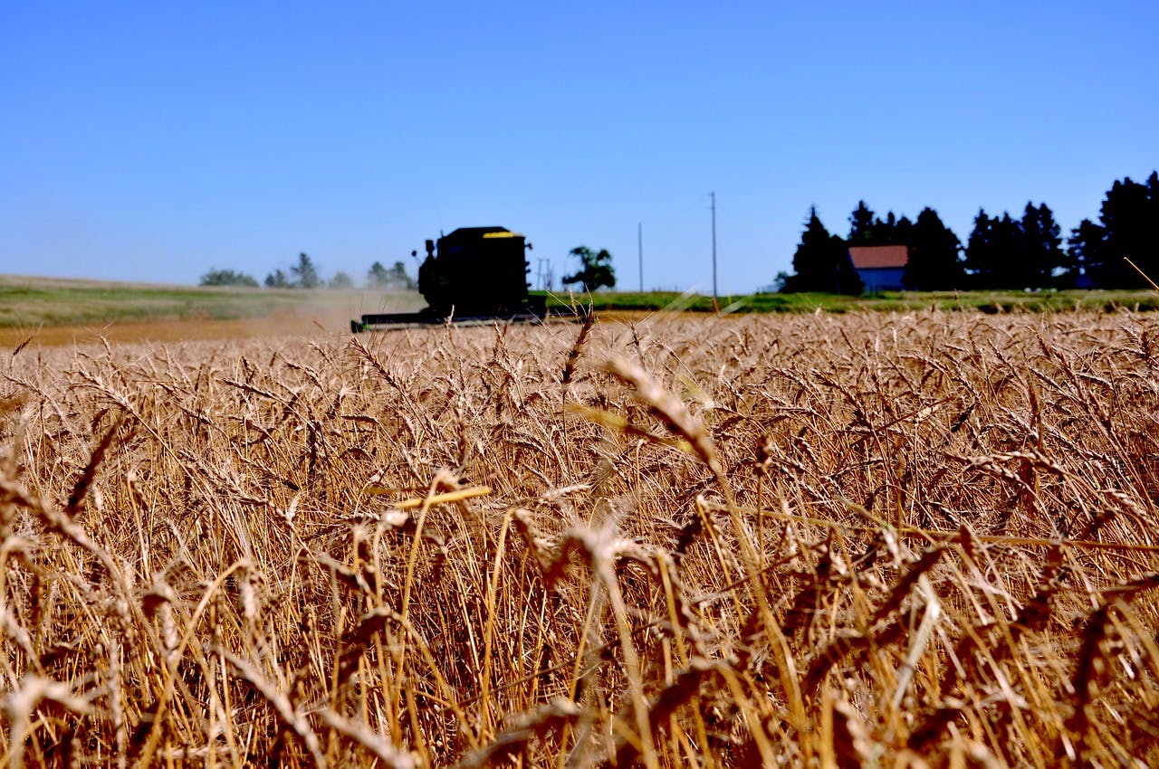 North Dakota wheat field