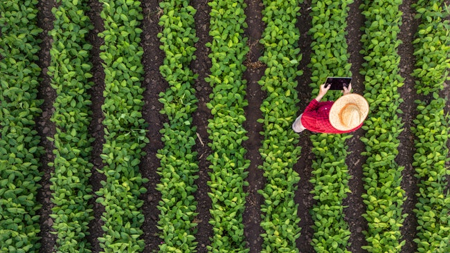 A farmer with a tablet walking amongst crops.