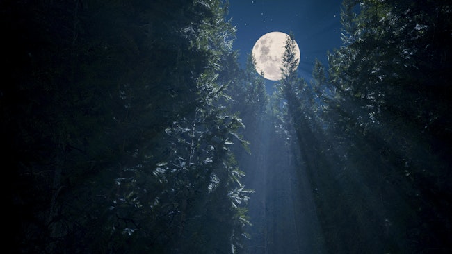 The full moon seen through a clearing in tree branches.