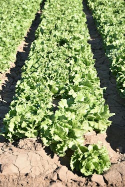 eX² Technology will construct a next-generation wireless infrastructure project in Yuma County, Arizona, with a focus on advancing water conservation and precision agriculture efforts. eX² Technology will construct a next-generation wireless infrastructure project in Yuma County, Arizona, with a focus on advancing water conservation and precision agriculture efforts.